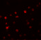 Phospholipid Phosphatase 6 antibody, 5517, ProSci, Immunofluorescence image 