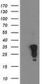 Jun Proto-Oncogene, AP-1 Transcription Factor Subunit antibody, M02038-1, Boster Biological Technology, Western Blot image 