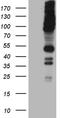 RUN And SH3 Domain Containing 2 antibody, TA811460, Origene, Western Blot image 