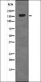 Serine/threonine-protein kinase MARK2 antibody, orb335745, Biorbyt, Western Blot image 