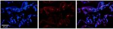 Branched Chain Keto Acid Dehydrogenase E1 Subunit Alpha antibody, NBP1-79616, Novus Biologicals, Immunofluorescence image 