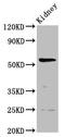 Phosphatidylinositol Glycan Anchor Biosynthesis Class W antibody, LS-C675179, Lifespan Biosciences, Western Blot image 