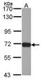 Lymphocyte Cytosolic Protein 1 antibody, NBP2-19861, Novus Biologicals, Western Blot image 