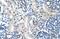 LOR antibody, NBP1-55127, Novus Biologicals, Immunohistochemistry frozen image 