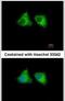 Echinoderm microtubule-associated protein-like 1 antibody, PA5-30017, Invitrogen Antibodies, Immunofluorescence image 