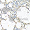 Ceruloplasmin antibody, A7658, ABclonal Technology, Immunohistochemistry paraffin image 