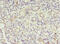 5-Methyltetrahydrofolate-Homocysteine Methyltransferase Reductase antibody, CSB-PA890659EA01HU, Cusabio, Immunohistochemistry frozen image 