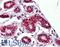 NF-kappa-B-repressing factor antibody, LS-B3529, Lifespan Biosciences, Immunohistochemistry frozen image 
