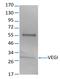 Vegi antibody, FC02402, Boster Biological Technology, Western Blot image 
