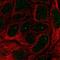 Immunoglobulin Mu DNA Binding Protein 2 antibody, HPA060994, Atlas Antibodies, Immunocytochemistry image 