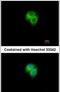 Adenylate Kinase 7 antibody, PA5-27927, Invitrogen Antibodies, Immunofluorescence image 