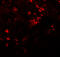 Solute Carrier Family 39 Member 8 antibody, 6095, ProSci Inc, Immunofluorescence image 