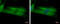 Myosin XIX antibody, GTX122503, GeneTex, Immunocytochemistry image 