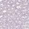 Zinc Finger Protein 688 antibody, PA5-61838, Invitrogen Antibodies, Immunohistochemistry frozen image 