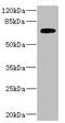 Proton myo-inositol cotransporter antibody, LS-C676510, Lifespan Biosciences, Western Blot image 