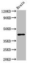 Methionine aminopeptidase 1 antibody, LS-C671053, Lifespan Biosciences, Western Blot image 