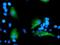 Myeloid Leukemia Factor 1 antibody, NBP2-02052, Novus Biologicals, Immunofluorescence image 