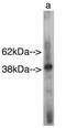 Sterile Alpha Motif Domain Containing 8 antibody, orb108930, Biorbyt, Western Blot image 