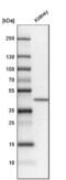 NaPi-2a antibody, NBP2-13328, Novus Biologicals, Western Blot image 