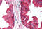 CD38 Molecule antibody, MBS243336, MyBioSource, Immunohistochemistry frozen image 