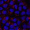 Sulfated glycoprotein 1 antibody, AF8520, R&D Systems, Immunocytochemistry image 