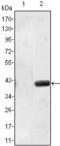 Methionine Adenosyltransferase 1A antibody, MA5-15704, Invitrogen Antibodies, Western Blot image 