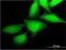 MAP3K12 Binding Inhibitory Protein 1 antibody, MA5-21956, Invitrogen Antibodies, Immunofluorescence image 