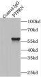 Protein Tyrosine Phosphatase Receptor Type N antibody, FNab04092, FineTest, Immunoprecipitation image 