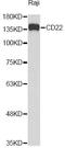 CD22 Molecule antibody, STJ28354, St John