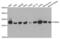 Proteasome subunit alpha type-4 antibody, abx001953, Abbexa, Western Blot image 