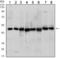 Hsc70-interacting protein antibody, STJ98136, St John