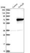 Kelch Like Family Member 25 antibody, NBP1-83974, Novus Biologicals, Western Blot image 
