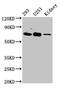 TBR2 antibody, CSB-PA007701LA01HU, Cusabio, Western Blot image 