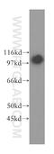 Nicotinamide Nucleotide Transhydrogenase antibody, 13442-2-AP, Proteintech Group, Western Blot image 
