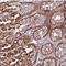 Testis And Ovary Specific PAZ Domain Containing 1 antibody, NBP2-30863, Novus Biologicals, Immunohistochemistry frozen image 