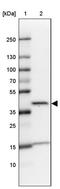 Trans-L-3-Hydroxyproline Dehydratase antibody, PA5-63342, Invitrogen Antibodies, Western Blot image 