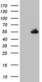 Nudix Hydrolase 12 antibody, CF805574, Origene, Western Blot image 