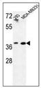 Methionine adenosyltransferase 2 subunit beta antibody, AP52614PU-N, Origene, Western Blot image 