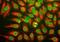 39C7-a Panspecific Nuclear Pore Complex Marker antibody, NBP1-05390, Novus Biologicals, Immunofluorescence image 