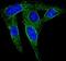 Hydroxysteroid 17-Beta Dehydrogenase 1 antibody, A02198, Boster Biological Technology, Immunofluorescence image 