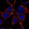 Nescient Helix-Loop-Helix 1 antibody, HPA017943, Atlas Antibodies, Immunofluorescence image 