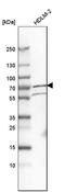 Pumilio RNA Binding Family Member 3 antibody, HPA002353, Atlas Antibodies, Western Blot image 