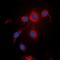 UBX Domain Protein 11 antibody, orb315737, Biorbyt, Immunofluorescence image 