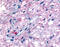 GPR50 antibody, TA340980, Origene, Immunohistochemistry frozen image 