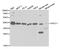 ERCC Excision Repair 1, Endonuclease Non-Catalytic Subunit antibody, TA332586, Origene, Western Blot image 