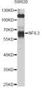 NFIL3 antibody, STJ29433, St John