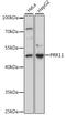 Proline Rich 11 antibody, 16-128, ProSci, Western Blot image 