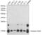 H2A Histone Family Member X antibody, 15-732, ProSci, Western Blot image 