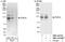 Phosphodiesterase 3A antibody, NBP1-46181, Novus Biologicals, Western Blot image 