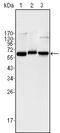 Peroxiredoxin 3 antibody, orb76349, Biorbyt, Western Blot image 